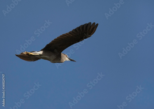 Black-crowned Night Heron in flight at Buhair lake, Bahrain photo