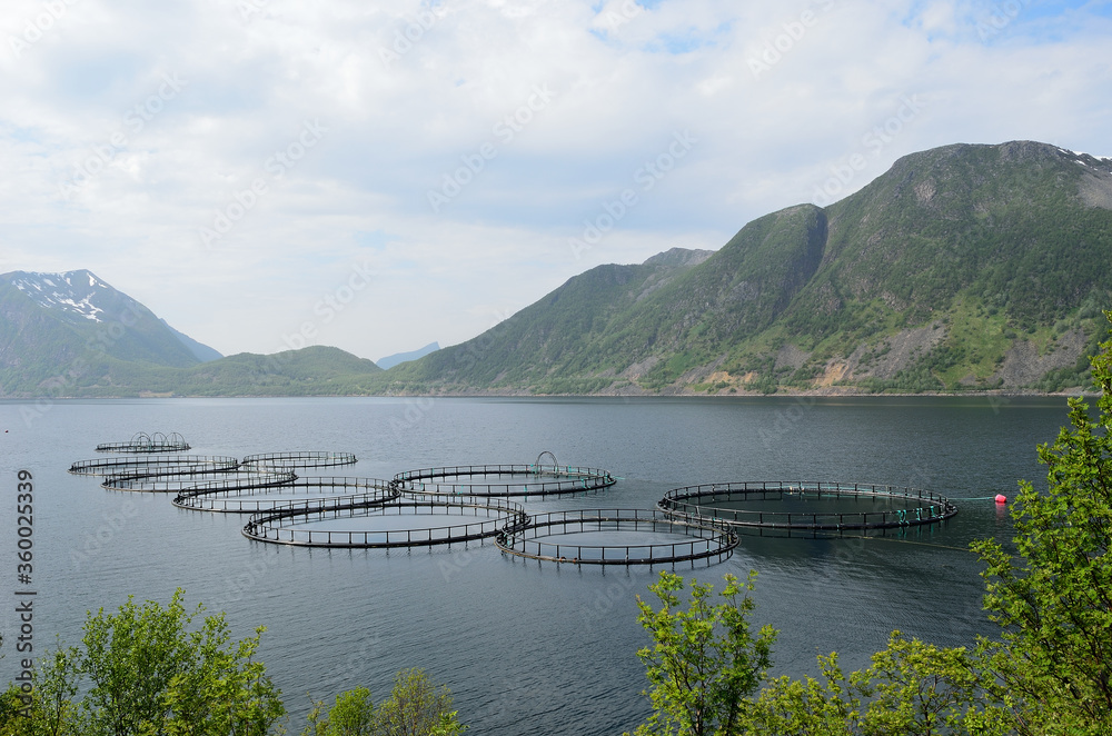 Obraz premium salmon farming facility in norwegian fjord