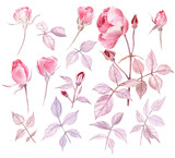Watercolor set of light garden roses, rose buds, leaves and a branch. Gentle, passionate and romantic illustration. 