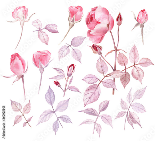 Watercolor set of light garden roses, rose buds, leaves and a branch. Gentle, passionate and romantic illustration. 