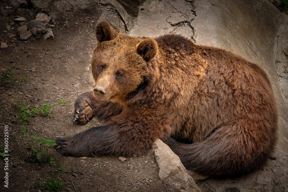 Fototapeta premium Brownbear (lat. Ursus arctos) - Czech Republic