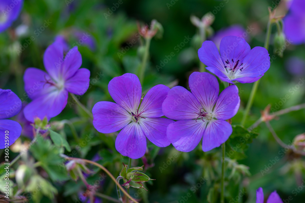 Cranesbills group of blue ornamental flowers, Geranium Rozanne flowers in bloom Cranesbills group of blue ornamental flowers, Geranium Rozanne flowers in bloom