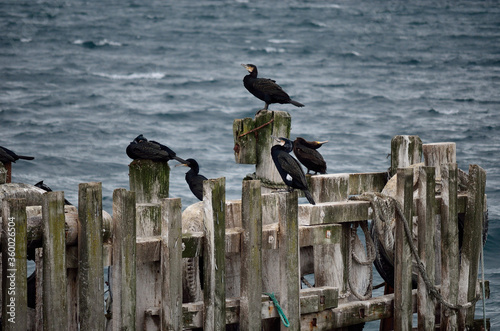 cormorant birds on pier © Arcticphotoworks