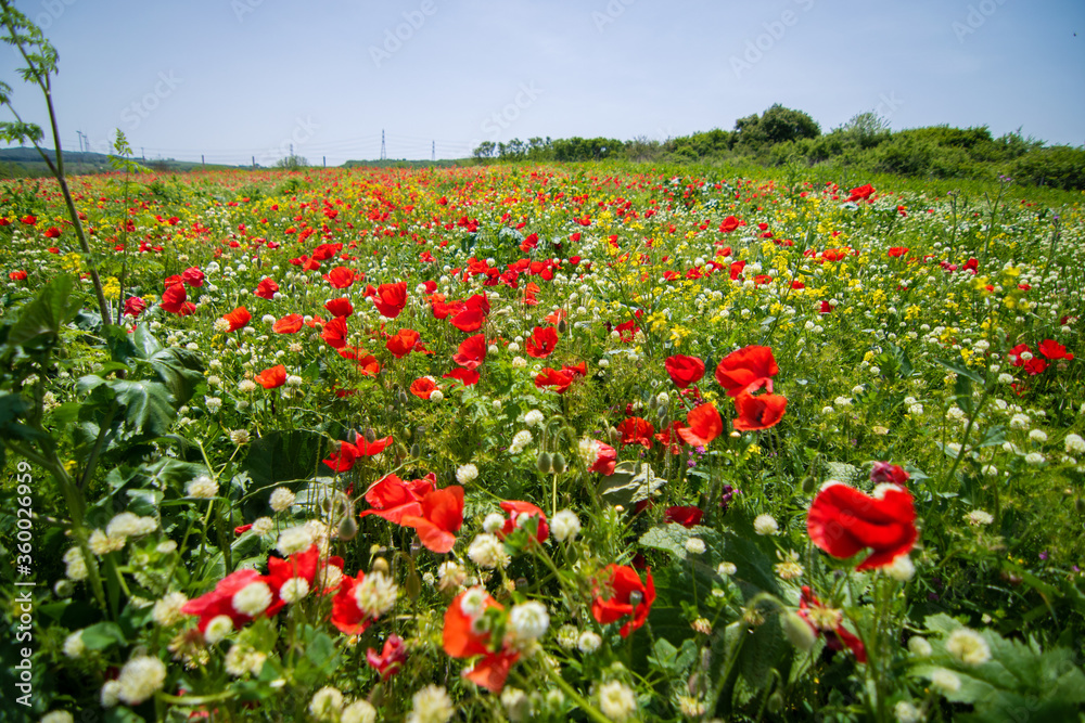 field of red tulips