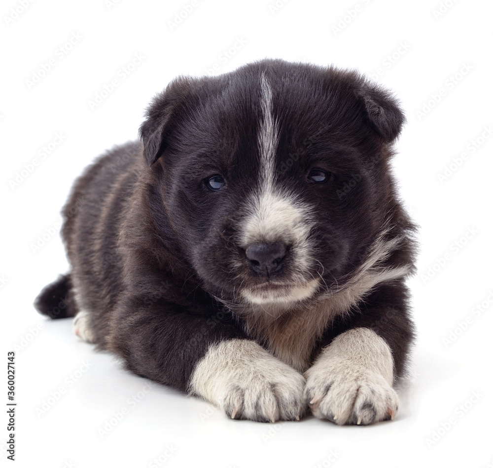 Black beautiful puppy.