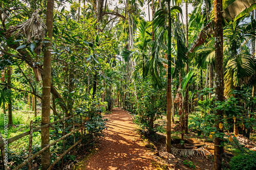 Goa  India. View Of Road Lane Path Way Surrounded By Tropical Green Vegetation And Bamboo Trees In Sunny Day. Park Landscape
