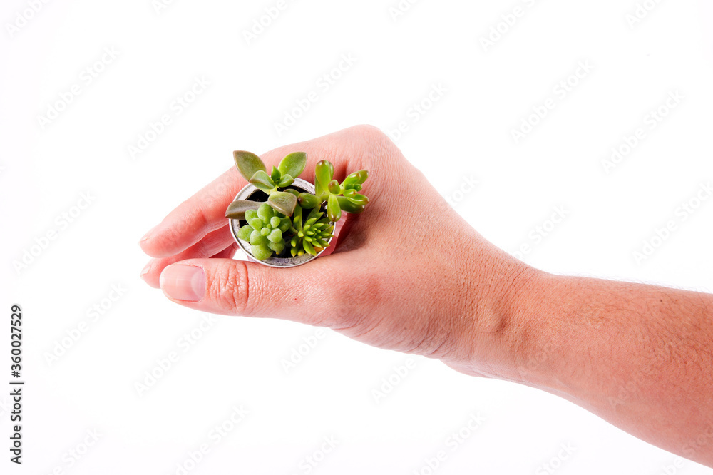 Hand holding a delicate and cute succulent vase made of coffee capsule over white background. Hand holding a delicate and cute succulent vase made of coffee capsule over white background.