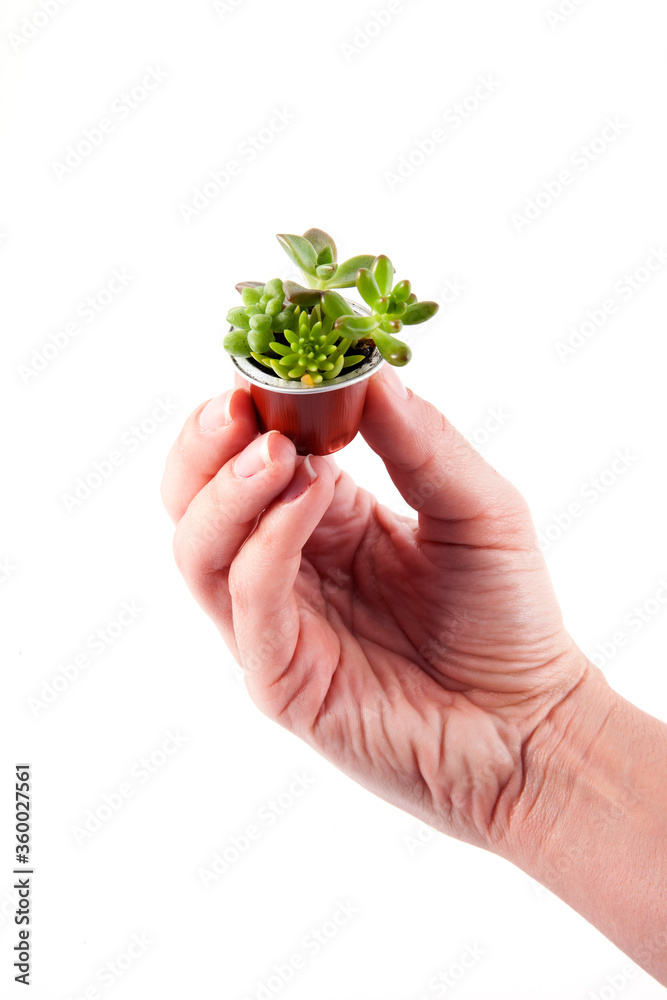 Hand holding a delicate and cute succulent vase made of coffee capsule over white background. Hand holding a delicate and cute succulent vase made of coffee capsule over white background.