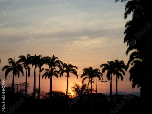 palm trees at sunset © Alexander