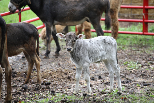 cow and calf in pen