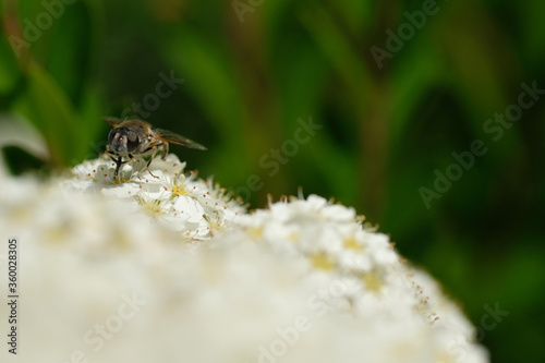 Insect on a white flowers in macro on a green background. Sringtime. Poland.