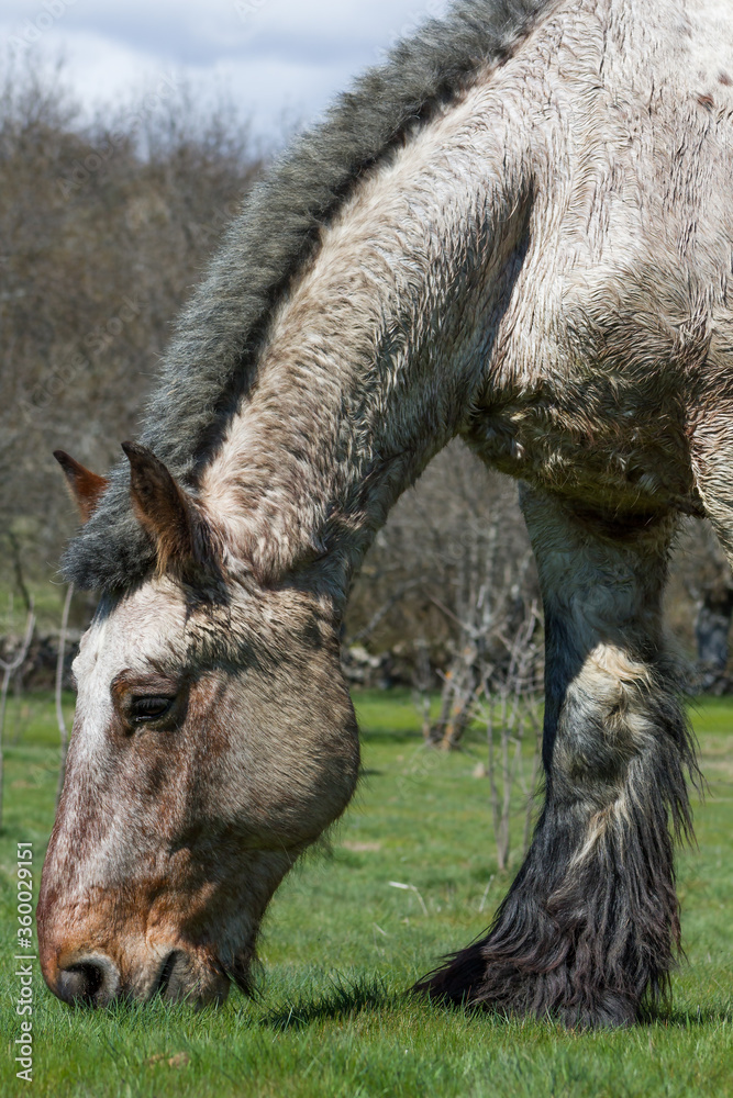 Vertical shot of a Belgium draft horse with short mane grazing in a vivid green meadow. Vertical shot of a Belgium draft horse with short mane grazing in a vivid green meadow.