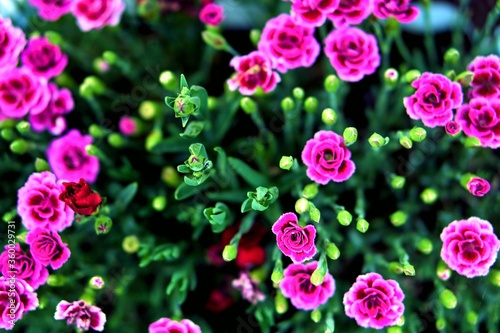 Fototapeta Naklejka Na Ścianę i Meble -  ogród kwiaty kolory pasja 