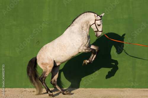 8 year old Pure Lusitano Blood dapple grey stallion rearing.