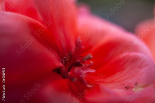 red flower3
