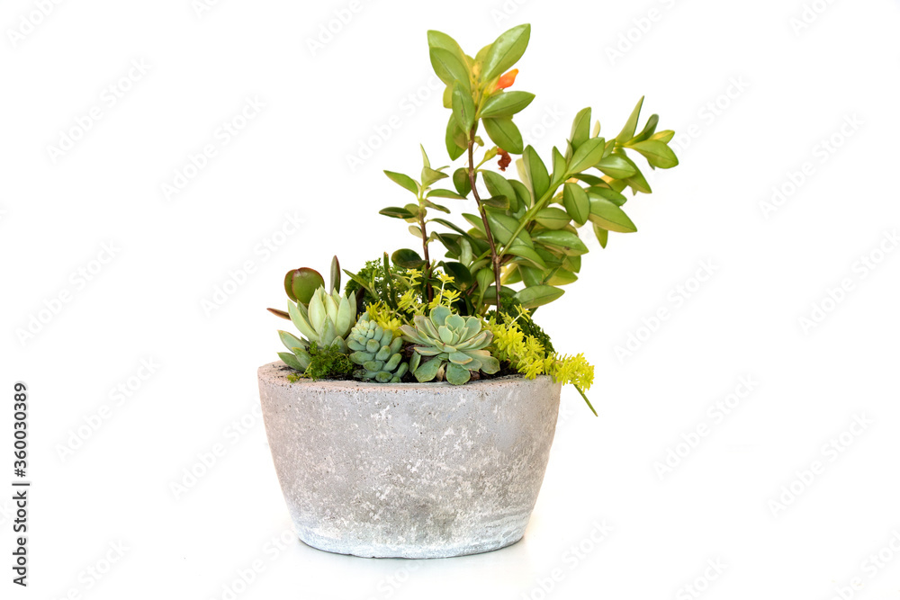 Decorative succulent plants. Isolated on white background. Succulent arrangement in a concrete vase,