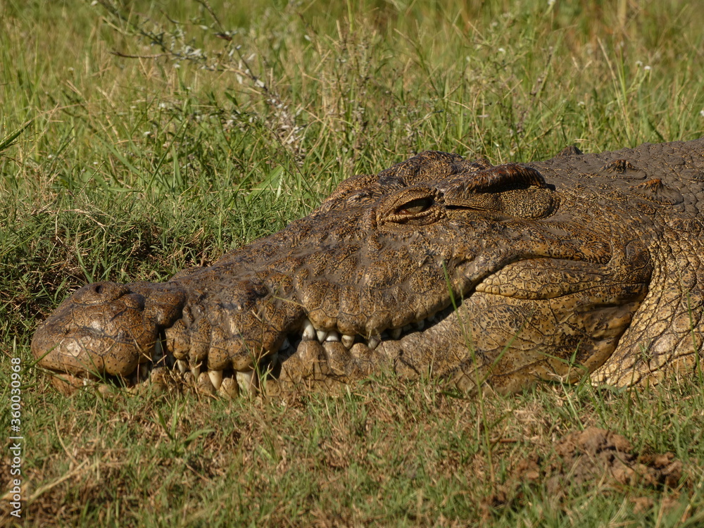 Portrait of old crocodile resting on the grass, Chobe National Park, Botswana Portrait of old crocodile resting on the grass, Chobe National Park, Botswana