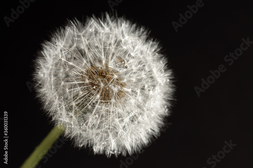 Dandelion macro photography on black