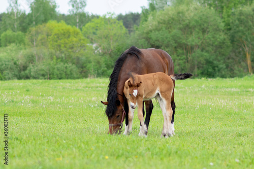 A bay horse with a foal in a field on a grazing.