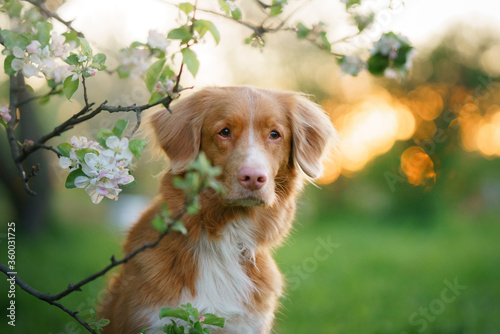 dog at trees. Nova Scotia Duck Tolling Retriever in flowers . Pet on nature