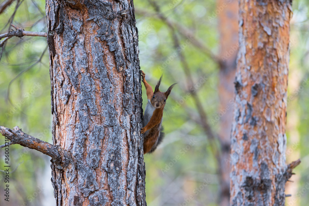 Red squirrel on a tree trunk. Animal in the wild. Red squirrel on a tree trunk. Animal in the wild.