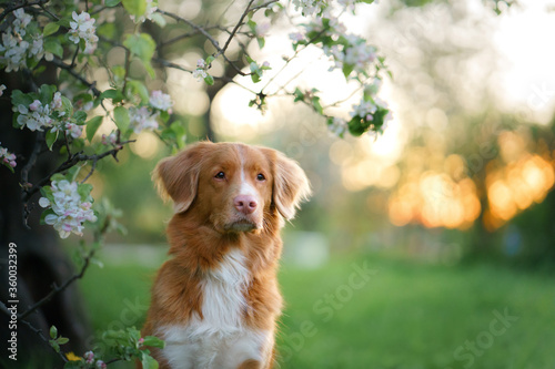 dog at trees. Nova Scotia Duck Tolling Retriever in flowers . Pet on nature