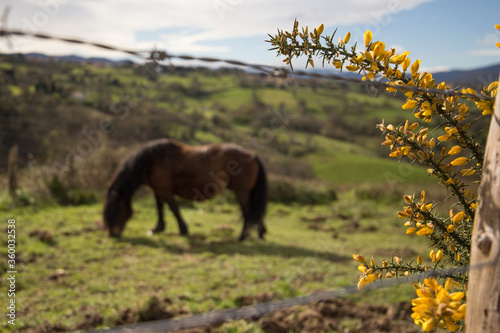 Caballo