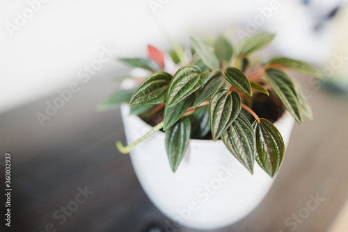 Close-up of Peperomia Caperata Rosso Plant  (Peperomia caperata)  photo