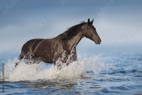 Black horse free run in blue water with splash