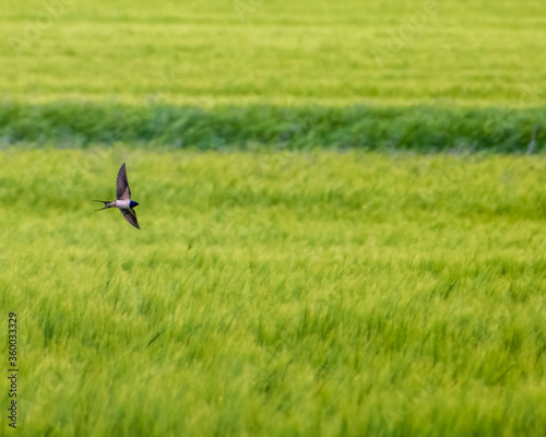 Barn swallow glide over the grassland.