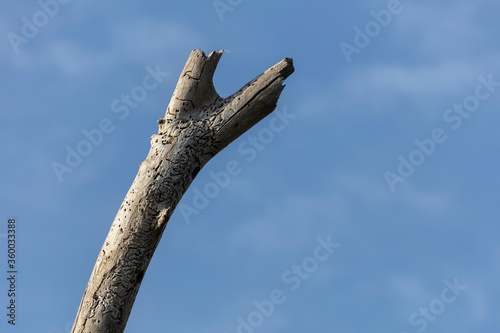 Dead tree branch