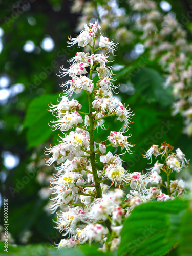 chestnut flowers bloom like candles with white flowers