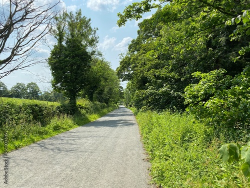 Country lane, with old trees and hedgerows near, Skipton, Yorkshire, UK