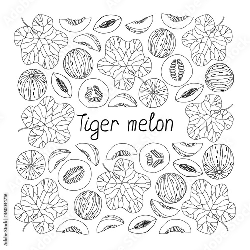 Tiger melon lettering. Hand drawn poster. Coloring page. Stock vector illustration.