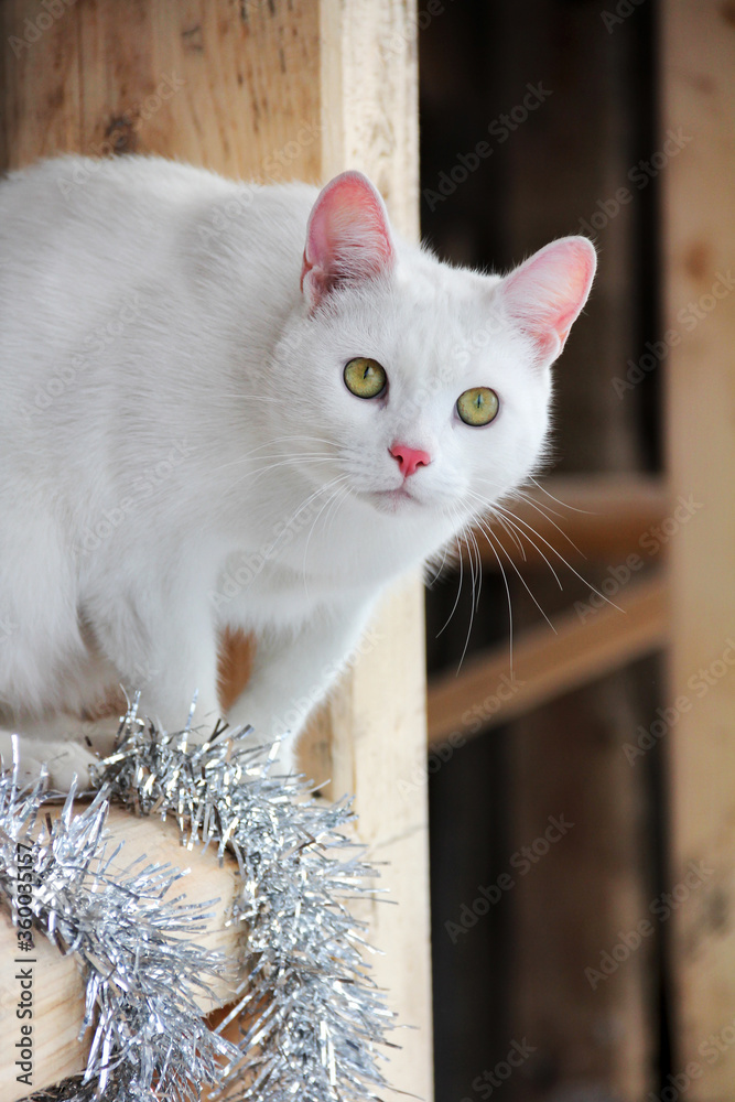A white cat with pink ears and a nose sits in a gazebo with New Year's decor.
