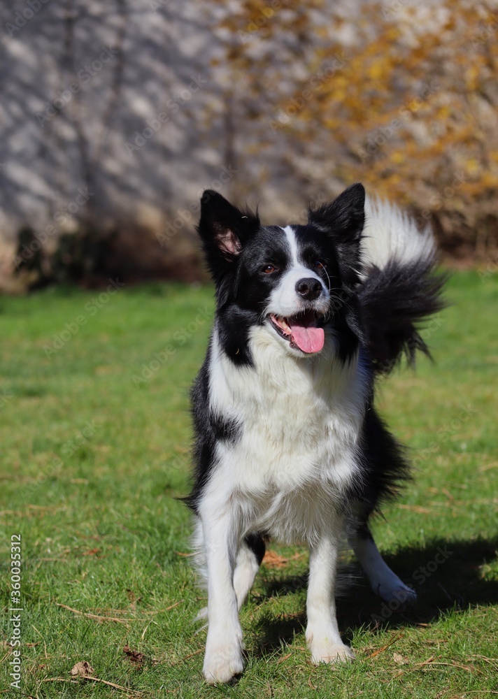 Happy Border Collie Stands in the Garden and Waits for Obedience Training. Cute Black and White Dog with Tongue Out Enjoys Spring in Czech Republic.