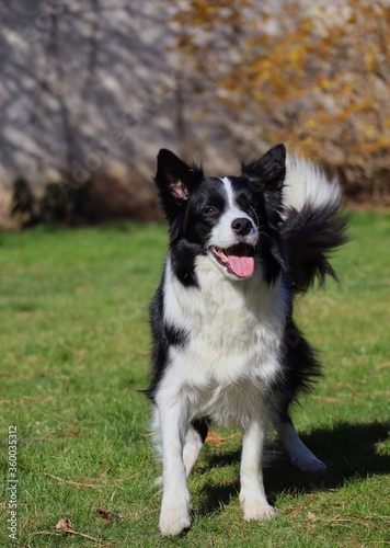 Happy Border Collie Stands in the Garden and Waits for Obedience Training. Cute Black and White Dog with Tongue Out Enjoys Spring in Czech Republic.
