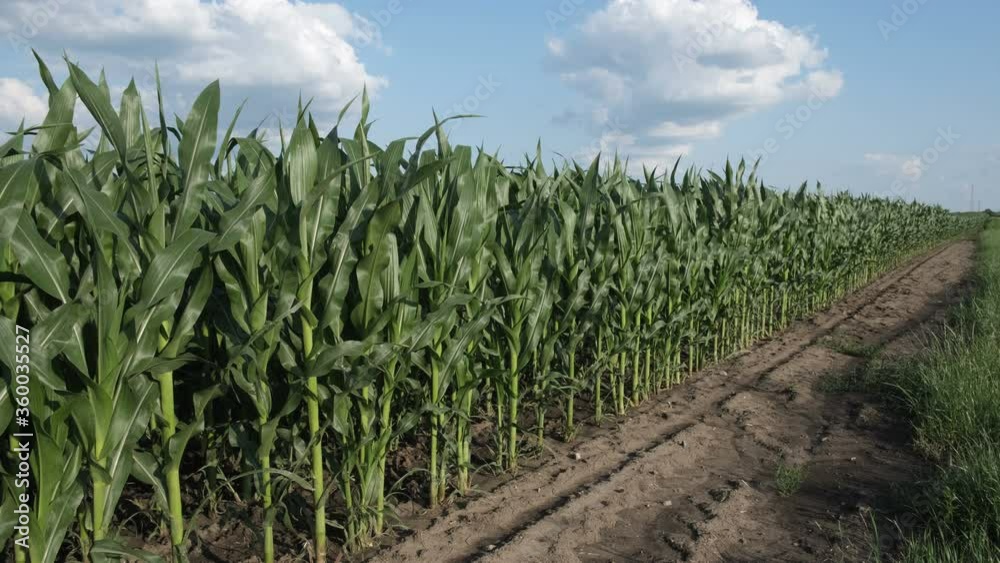 Agriculture, green corn field with beautiful sky and white clouds Agriculture, green corn field with beautiful sky and white clouds