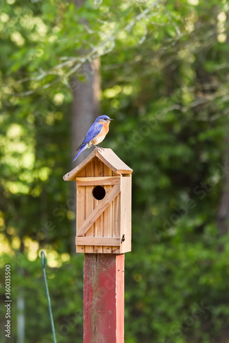 American Bluebird on to of nesting birdhouse