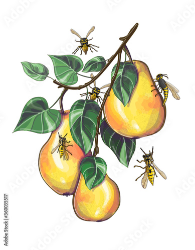 A branch with pears is drawn, wasps sit on it. Drawing isolated on a white background. Stock vector illustration.