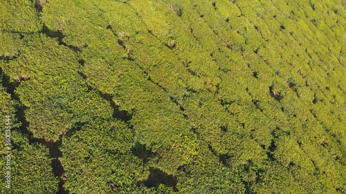 Aerial view of drone tea plantations in the vicinity of the city of Munnar. Kerala. India.