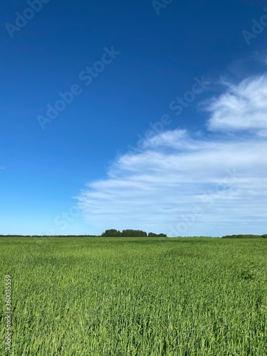 green field and blue sky