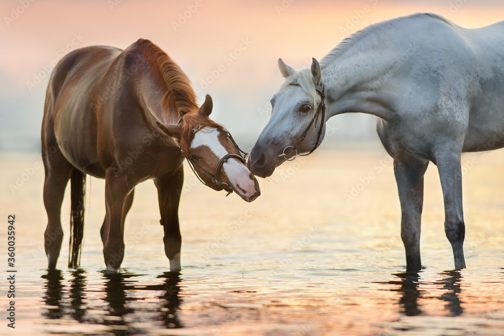 Fototapeta premium wild horses at sunset