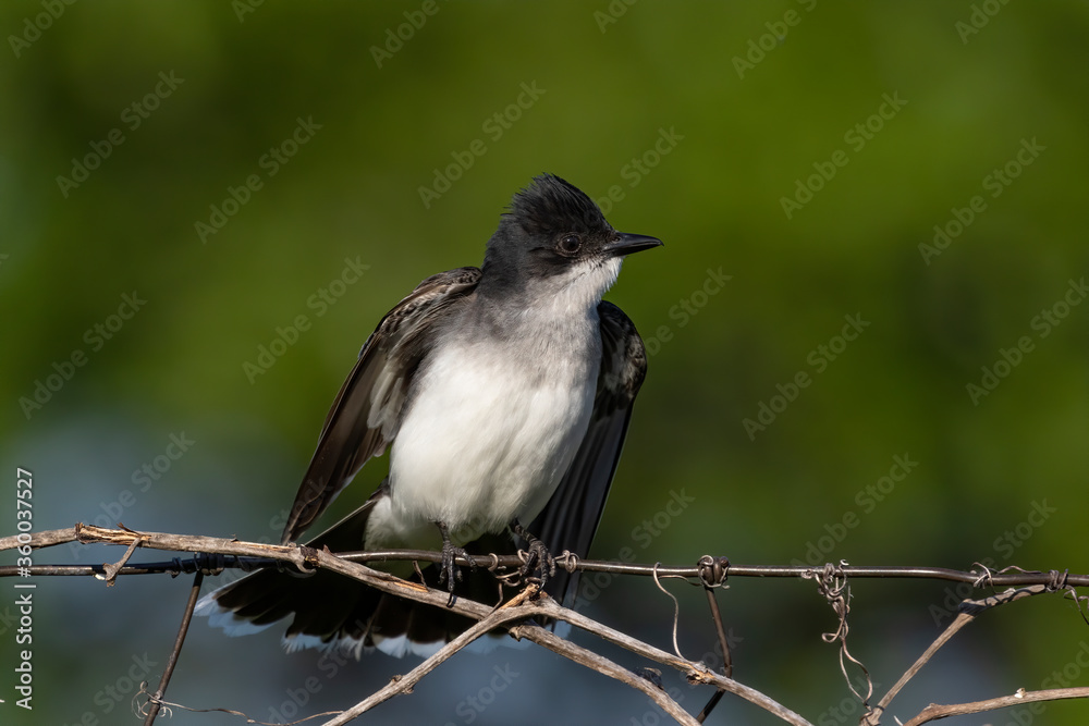 Eastern kingbird is a large tyrant flycatcher native to North America. Eastern kingbird is a large tyrant flycatcher native to North America.