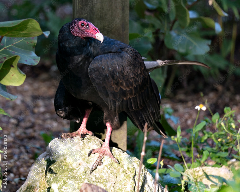 Turkey Vulture stock photo. Turkey Vulture bird close up profile image, perched on a rock basking in sunlight exposing its red head, beak, eye, feet, wings and black plumage with a blur background. Turkey Vulture stock photo. Turkey Vulture bird close up profile image, perched on a rock basking in sunlight exposing its red head, beak, eye, feet, wings and black plumage with a blur background.
