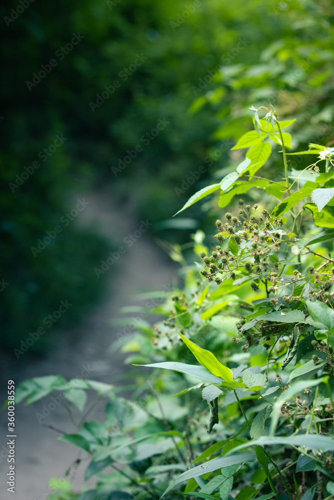 Dirt path background with plants and weeds in foreground portrait Dirt path background with plants and weeds in foreground portrait