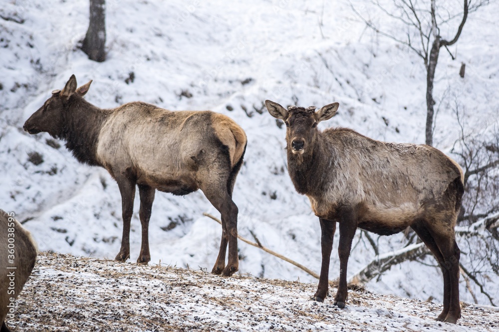 View of marals (Cervus elaphus sibiricus) View of marals (Cervus elaphus sibiricus)
