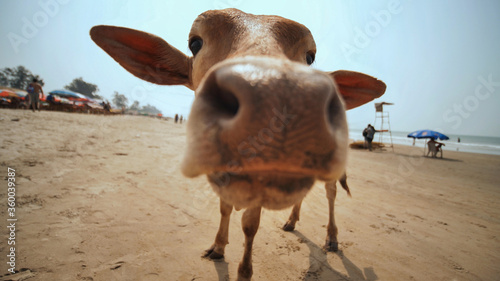 Funny view of a cow on Arambol beach. Goa. photo