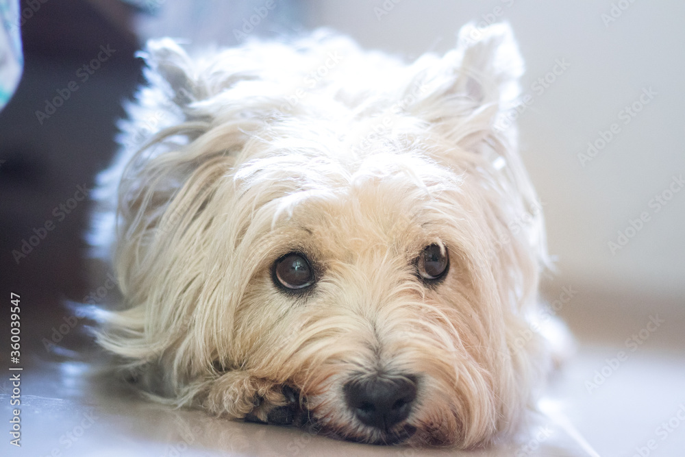 Dogs having fun. Close-up West Highland White Terrier. Dogs having fun. Close-up West Highland White Terrier.