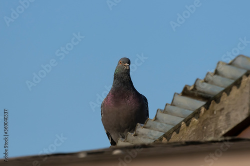 Feral pigeons called city doves, city pigeons, or street pigeons. The bird that have returned to the wild.
